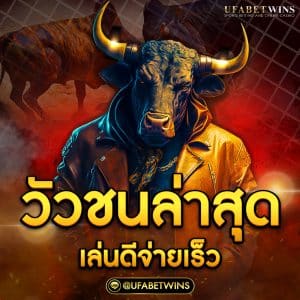 วัวชนล่าสุด